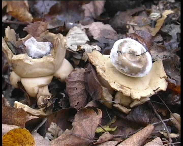 Geastrum  triplex   Junghuhn